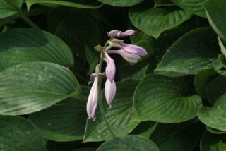 Hosta sieboldiana  bestellen